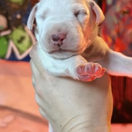 2nd pick male - White and black male Dalmatian puppy in Lake Mathews, California from Bully Market