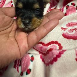 Girl 3 - Black and tan female Yorkshire Terrier puppy in Fort Worth, Texas from Mina’s Minnies