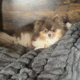 Romeo - Pomeranian
