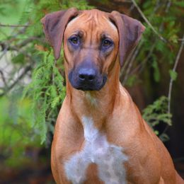 MADDIE - Rhodesian Ridgeback