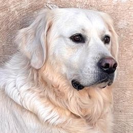 Rylee - Golden Retriever
