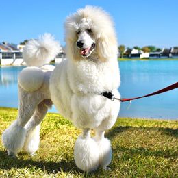 Poodle Puppies from Ocala Standard Poodles