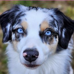 Aussiedoodles, Australian Shepherds, Goldendoodles, and Poodles from Hilltop Cuddle Pups