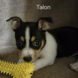 Talon - White and black male Teddy Roosevelt Terrier puppy in Murray, Kentucky from Froschwald German Shepherds and Xanadu Teddy Roosevelt Terriers