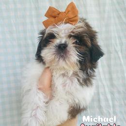 Michael - Brindle and white male Shih Tzu puppy in Jasper, Georgia from Tiny Bubbles Shih Tzus