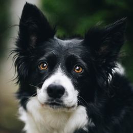 Border Collies from Tonglen Lake Border Collies