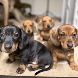 Dachshund All Grown Up from Hotdawgz standard AKC dachshunds