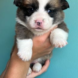 Pembroke Welsh Corgi Puppies from Nielsen's Straight Arrow Corgis