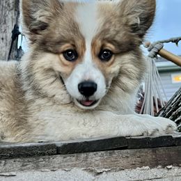 Pembroke Welsh Corgi Puppies from Hills End Corgis