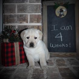 "Faye x Cain Whelped 12/1/20" Labrador Retriever Puppies from Triple L Labs & Co.