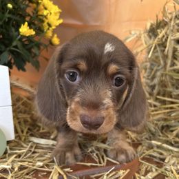 Joey - Chocolate and cream male Dachshund puppy in Bostic, North Carolina from Faraway Farm Dachshunds