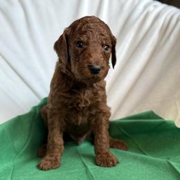 Adore - Red  male Poodle puppy in Mount Vernon, Illinois from AMC Poodles