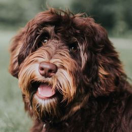 Hudson - Australian Labradoodle