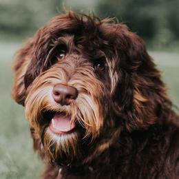 Hudson - Australian Labradoodle