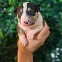 Turbo - Black tan and white male Miniature Bull Terrier puppy in California from Shark Head Bullies MBT