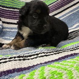Boy 2 - Black tri male Miniature Australian Shepherd puppy in Mount Airy, Georgia from North Georgia Gems