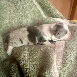 Brindle Merle boy - Brindle merle and white male Cardigan Welsh Corgi puppy in Clinton, Tennessee from High Hopes Farm