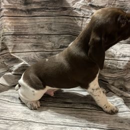 Boy 4 - German Shorthaired Pointer puppy in Barron County, Wisconsin from Shining D Ranch