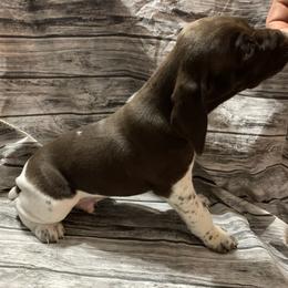 Boy 4 - German Shorthaired Pointer puppy in Barron County, Wisconsin from Shining D Ranch