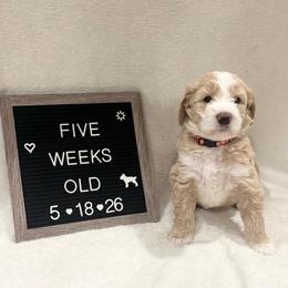 Nigel - Yellow and white male Bernedoodle puppy in Sparrows Point, Maryland from Rosie’s Puppies