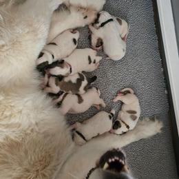 UNA- purple collar - White and badger female Great Pyrenees puppy in Mikado, Michigan from Brittain Family Farm