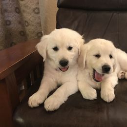 Golden Retriever Puppies from Coconut Cream Goldens