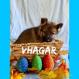 Vhagar - Sable female German Shepherd puppy in Lewisburg, Kentucky from RED’s German Shepherds