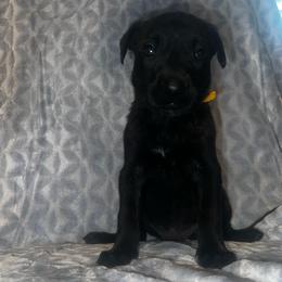 Marie Laveau' - Black brindle female Dutch Shepherd puppy in Saint Amant, Louisiana from Mercy Kennels