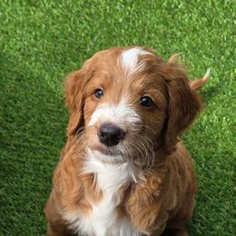 Guinness - Red  male Goldendoodle puppy in Seymour, Tennessee from Lollie's Doodles