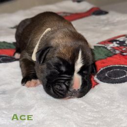 Ace - Fawn male Boxer puppy in Cicero, New York from MK Boxer Haven of CNY