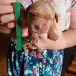 Green - Golden male Golden Retriever puppy in Lanesboro, Minnesota from Eagle Ridge Golden Retrievers