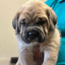 Formentino Boy - Fawn male Cane Corso puppy in Compton, California from Urban League Cane Corso
