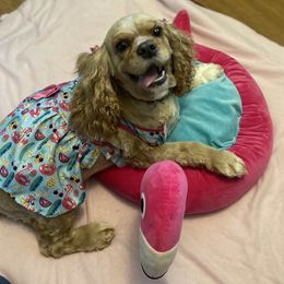 Cocker Spaniel All Grown Up from Trulove Cocker Spaniels