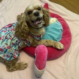 Cocker Spaniel All Grown Up from Trulove Cocker Spaniels