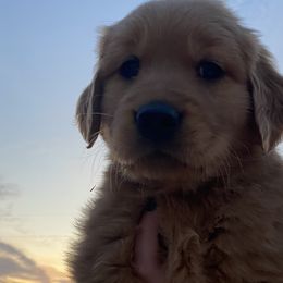 Blue- “Jimmy” - Dark golden Golden Retriever puppy in Wichita, Kansas from Libby Brown