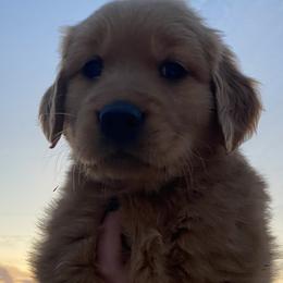 Blue- “Jimmy” - Dark golden Golden Retriever puppy in Wichita, Kansas from Libby Brown