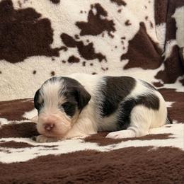 Charles - Parti male Miniature Schnauzer puppy in Brundidge, Alabama from Deez Pups Magnificent Schnauzers