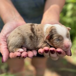 Crimson - Red merle male Miniature Australian Shepherd puppy in Ambrose, Georgia from Brandilyn's Aussies