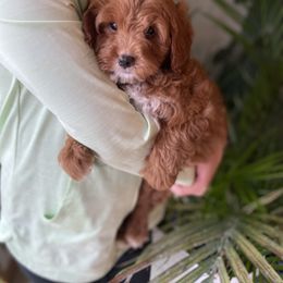 Goldendoodle and Poodle Puppies from French Creek Doodles