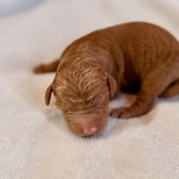 Boy 2 - Red male Bernedoodle puppy in Anchorage, Alaska from Cascade Country Doodles