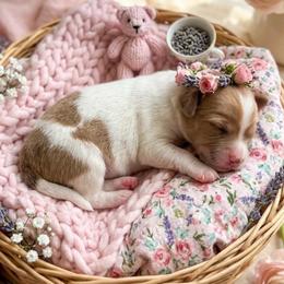 Daphne - Dapple female Dachshund puppy in West Palm Beach, Florida from ThePuppyVille