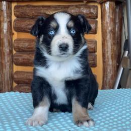 Reed - Black tri-color male Australian Shepherd puppy in Howardsville, Virginia from Spectacular Aussies and Cavaliers