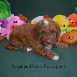 Juniper - Red female Cockapoo puppy in Hopkins, South Carolina from Sugar and Spice Cockapoos
