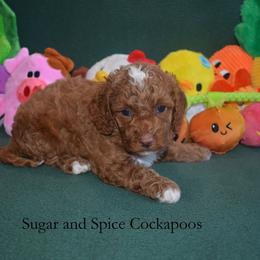 Juniper - Red female Cockapoo puppy in Hopkins, South Carolina from Sugar and Spice Cockapoos