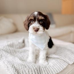 Cape Cod - Tri-color male Australian Labradoodle puppy in Syracuse, Indiana from The Doodle Cove