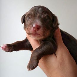 Martin - Phantom male Bernedoodle puppy in Folsom, Louisiana from DoodlesFarmCo