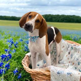 Sodo - Treeing Walker Coonhound