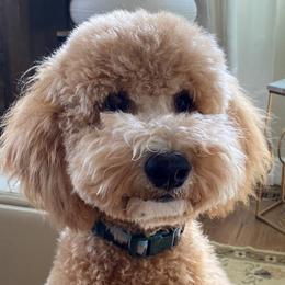 Palmer - Goldendoodle