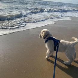 Golden Retriever and Labrador Retriever Puppies from Golden Bundles