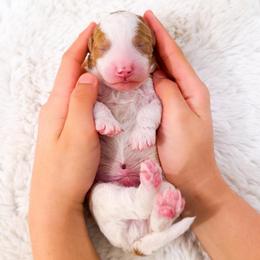 Mr Gray - Parti male Goldendoodle puppy in Kissimmee, Florida from Poodle Doodle Kennels